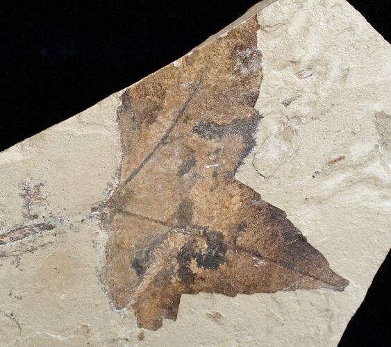 Partial Fossil Sycamore Leaf - Green River Formation #12088